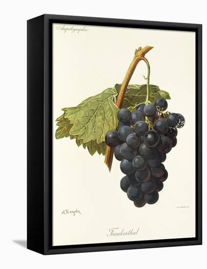 Frankenthal Grape-A. Kreyder-Framed Stretched Canvas