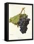 Frankenthal Grape-A. Kreyder-Framed Stretched Canvas