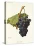 Frankenthal Grape-A. Kreyder-Stretched Canvas
