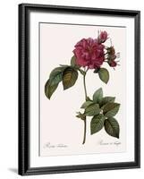 Frankfort Rose, Rosa Turbinata-Pierre Joseph Redoute-Framed Giclee Print