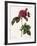 Frankfort Rose, Rosa Turbinata-Pierre Joseph Redoute-Framed Giclee Print