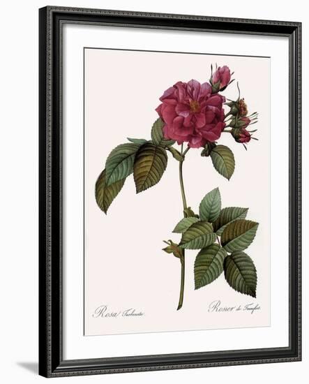 Frankfort Rose, Rosa Turbinata-Pierre Joseph Redoute-Framed Giclee Print