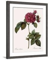 Frankfort Rose, Rosa Turbinata-Pierre Joseph Redoute-Framed Giclee Print