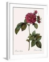 Frankfort Rose, Rosa Turbinata-Pierre Joseph Redoute-Framed Giclee Print