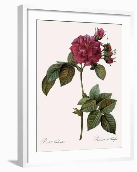 Frankfort Rose, Rosa Turbinata-Pierre Joseph Redoute-Framed Giclee Print