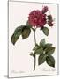 Frankfort Rose, Rosa Turbinata-Pierre Joseph Redoute-Mounted Giclee Print