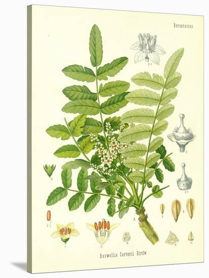 Frankincense, Illustration from 'Koehler's Medicinal Plants', Published in 1887-German School-Stretched Canvas