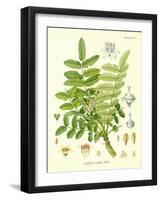 Frankincense, Illustration from 'Koehler's Medicinal Plants', Published in 1887-German School-Framed Giclee Print