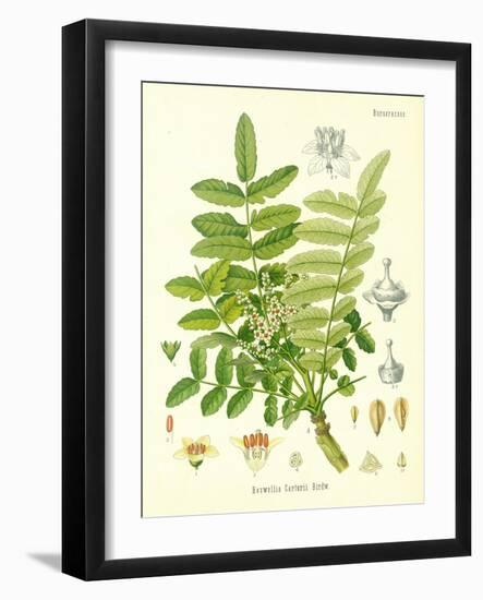 Frankincense, Illustration from 'Koehler's Medicinal Plants', Published in 1887-German School-Framed Giclee Print