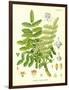 Frankincense, Illustration from 'Koehler's Medicinal Plants', Published in 1887-German School-Framed Giclee Print