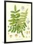 Frankincense, Illustration from 'Koehler's Medicinal Plants', Published in 1887-German School-Framed Giclee Print