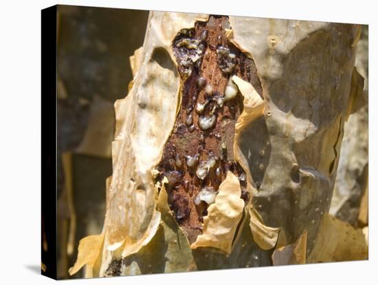 Frankincense, the Resin Seeping Out into a Cut in the Tree's Bark, Dhofar Mountains, Salalah-Tony Waltham-Stretched Canvas