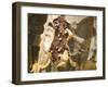 Frankincense, the Resin Seeping Out into a Cut in the Tree's Bark, Dhofar Mountains, Salalah-Tony Waltham-Framed Photographic Print