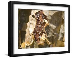 Frankincense, the Resin Seeping Out into a Cut in the Tree's Bark, Dhofar Mountains, Salalah-Tony Waltham-Framed Photographic Print