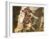 Frankincense, the Resin Seeping Out into a Cut in the Tree's Bark, Dhofar Mountains, Salalah-Tony Waltham-Framed Photographic Print