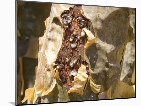 Frankincense, the Resin Seeping Out into a Cut in the Tree's Bark, Dhofar Mountains, Salalah-Tony Waltham-Mounted Photographic Print