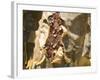 Frankincense, the Resin Seeping Out into a Cut in the Tree's Bark, Dhofar Mountains, Salalah-Tony Waltham-Framed Photographic Print