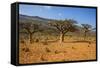 Frankincense Trees (Boswellia Elongata), Homil Protected Area, Island of Socotra-Michael Runkel-Framed Stretched Canvas