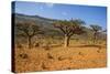 Frankincense Trees (Boswellia Elongata), Homil Protected Area, Island of Socotra-Michael Runkel-Stretched Canvas