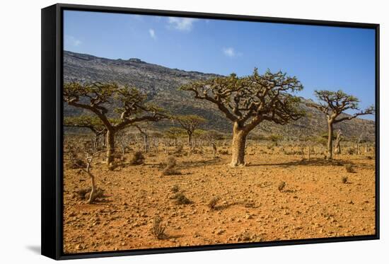 Frankincense Trees (Boswellia Elongata), Homil Protected Area, Island of Socotra-Michael Runkel-Framed Stretched Canvas