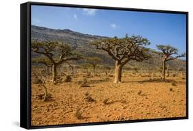 Frankincense Trees (Boswellia Elongata), Homil Protected Area, Island of Socotra-Michael Runkel-Framed Stretched Canvas