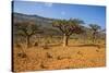 Frankincense Trees (Boswellia Elongata), Homil Protected Area, Island of Socotra-Michael Runkel-Stretched Canvas