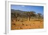 Frankincense Trees (Boswellia Elongata), Homil Protected Area, Island of Socotra-Michael Runkel-Framed Photographic Print