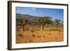 Frankincense Trees (Boswellia Elongata), Homil Protected Area, Island of Socotra-Michael Runkel-Framed Photographic Print