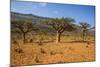 Frankincense Trees (Boswellia Elongata), Homil Protected Area, Island of Socotra-Michael Runkel-Mounted Photographic Print