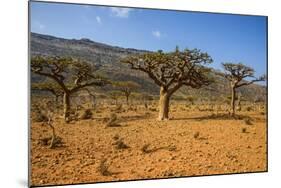 Frankincense Trees (Boswellia Elongata), Homil Protected Area, Island of Socotra-Michael Runkel-Mounted Photographic Print