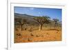 Frankincense Trees (Boswellia Elongata), Homil Protected Area, Island of Socotra-Michael Runkel-Framed Photographic Print