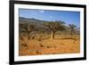 Frankincense Trees (Boswellia Elongata), Homil Protected Area, Island of Socotra-Michael Runkel-Framed Photographic Print