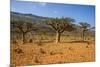 Frankincense Trees (Boswellia Elongata), Homil Protected Area, Island of Socotra-Michael Runkel-Mounted Photographic Print