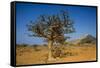 Frankincense Trees (Boswellia Elongata), Homil Protected Area, Island of Socotra-Michael Runkel-Framed Stretched Canvas