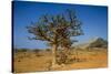 Frankincense Trees (Boswellia Elongata), Homil Protected Area, Island of Socotra-Michael Runkel-Stretched Canvas