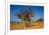 Frankincense Trees (Boswellia Elongata), Homil Protected Area, Island of Socotra-Michael Runkel-Framed Photographic Print