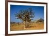 Frankincense Trees (Boswellia Elongata), Homil Protected Area, Island of Socotra-Michael Runkel-Framed Photographic Print