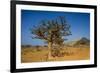 Frankincense Trees (Boswellia Elongata), Homil Protected Area, Island of Socotra-Michael Runkel-Framed Photographic Print