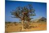 Frankincense Trees (Boswellia Elongata), Homil Protected Area, Island of Socotra-Michael Runkel-Mounted Photographic Print