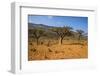 Frankincense Trees (Boswellia Elongata), Homil Protected Area, Island of Socotra-Michael Runkel-Framed Photographic Print