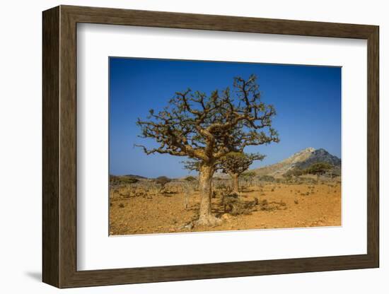 Frankincense Trees (Boswellia Elongata), Homil Protected Area, Island of Socotra-Michael Runkel-Framed Photographic Print