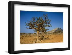 Frankincense Trees (Boswellia Elongata), Homil Protected Area, Island of Socotra-Michael Runkel-Framed Photographic Print