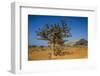 Frankincense Trees (Boswellia Elongata), Homil Protected Area, Island of Socotra-Michael Runkel-Framed Photographic Print