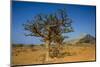 Frankincense Trees (Boswellia Elongata), Homil Protected Area, Island of Socotra-Michael Runkel-Mounted Photographic Print
