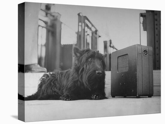 Franklin D. Roosevelt's Dog Fala, Listening to the President's Speech on the Radio-George Skadding-Stretched Canvas