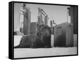 Franklin D. Roosevelt's Dog Fala, Listening to the President's Speech on the Radio-George Skadding-Framed Stretched Canvas