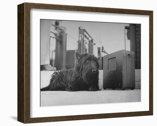 Franklin D. Roosevelt's Dog Fala, Listening to the President's Speech on the Radio-George Skadding-Framed Photographic Print