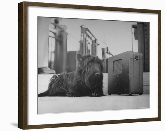 Franklin D. Roosevelt's Dog Fala, Listening to the President's Speech on the Radio-George Skadding-Framed Photographic Print