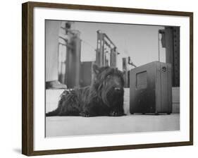 Franklin D. Roosevelt's Dog Fala, Listening to the President's Speech on the Radio-George Skadding-Framed Photographic Print