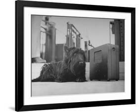 Franklin D. Roosevelt's Dog Fala, Listening to the President's Speech on the Radio-George Skadding-Framed Photographic Print